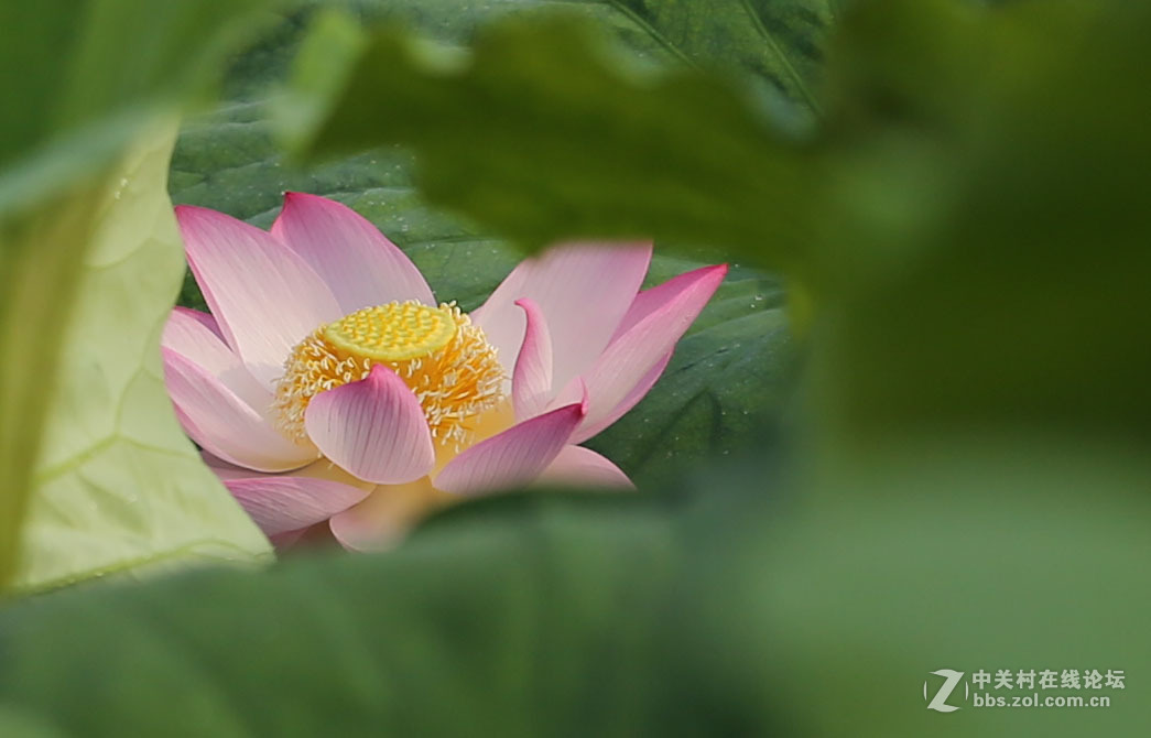 2015【荷花】之三