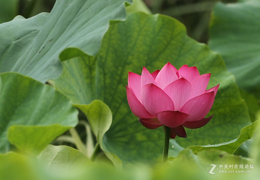 2015【荷花】之三