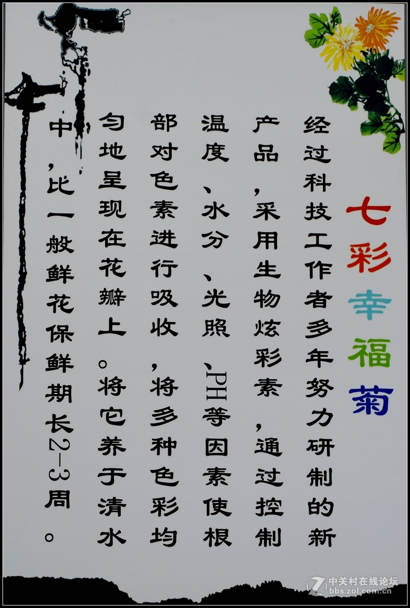 七彩幸福菊