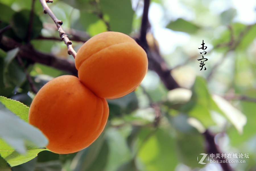 杏林春滿碩果盈