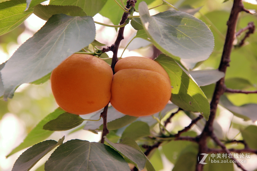 杏林春滿碩果盈