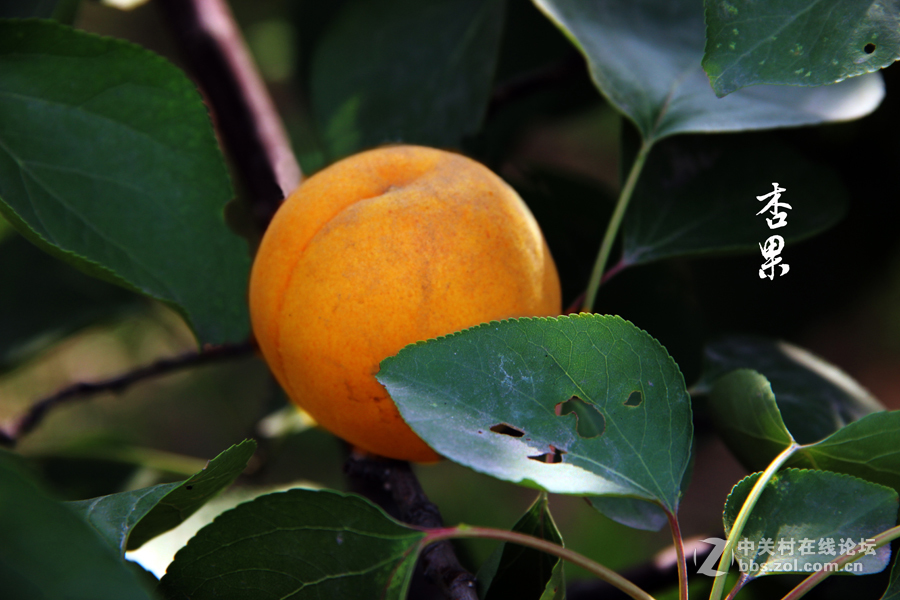 杏林春滿碩果盈