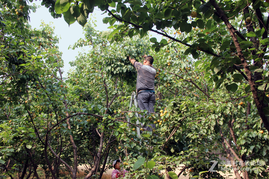 杏林春滿碩果盈