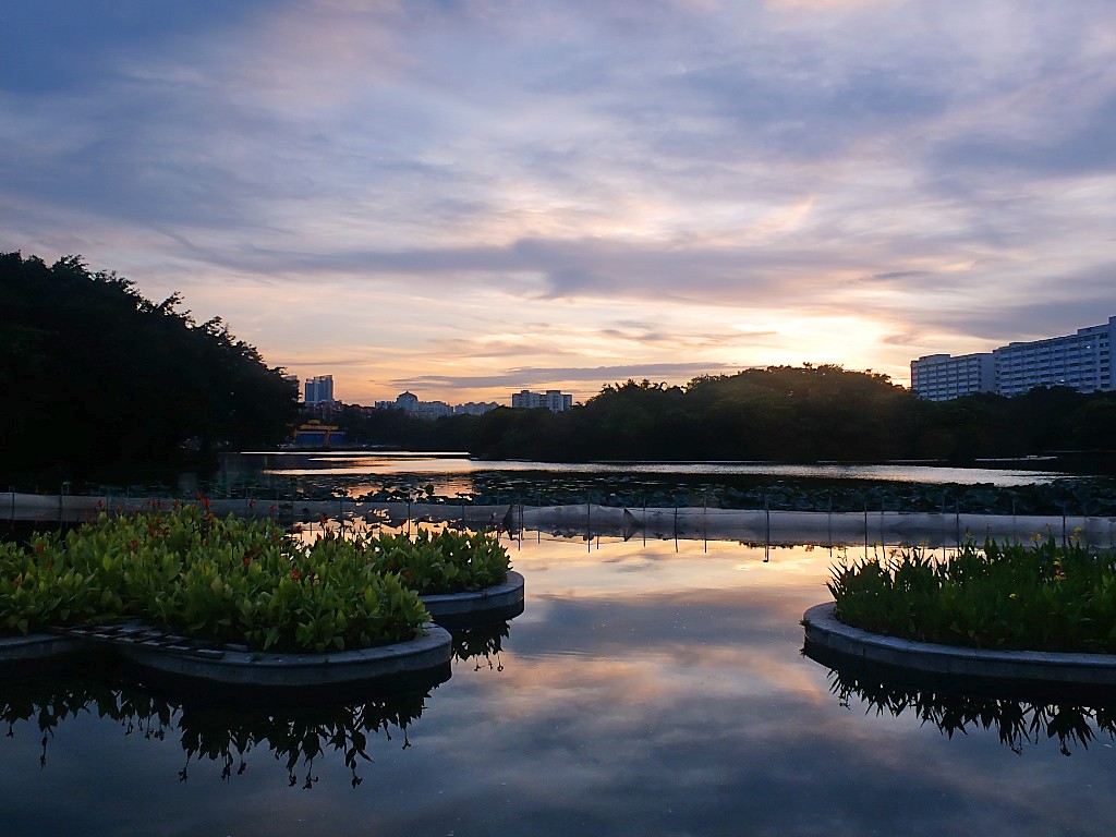 傍 晚 景 色 （十一）