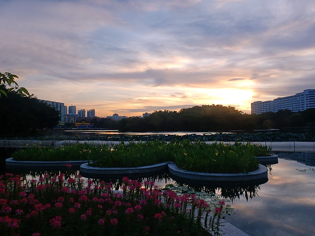 傍 晚 景 色 （十一）