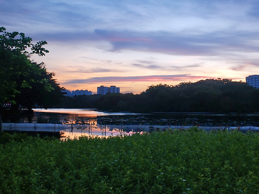 傍 晚 景 色 （十一）