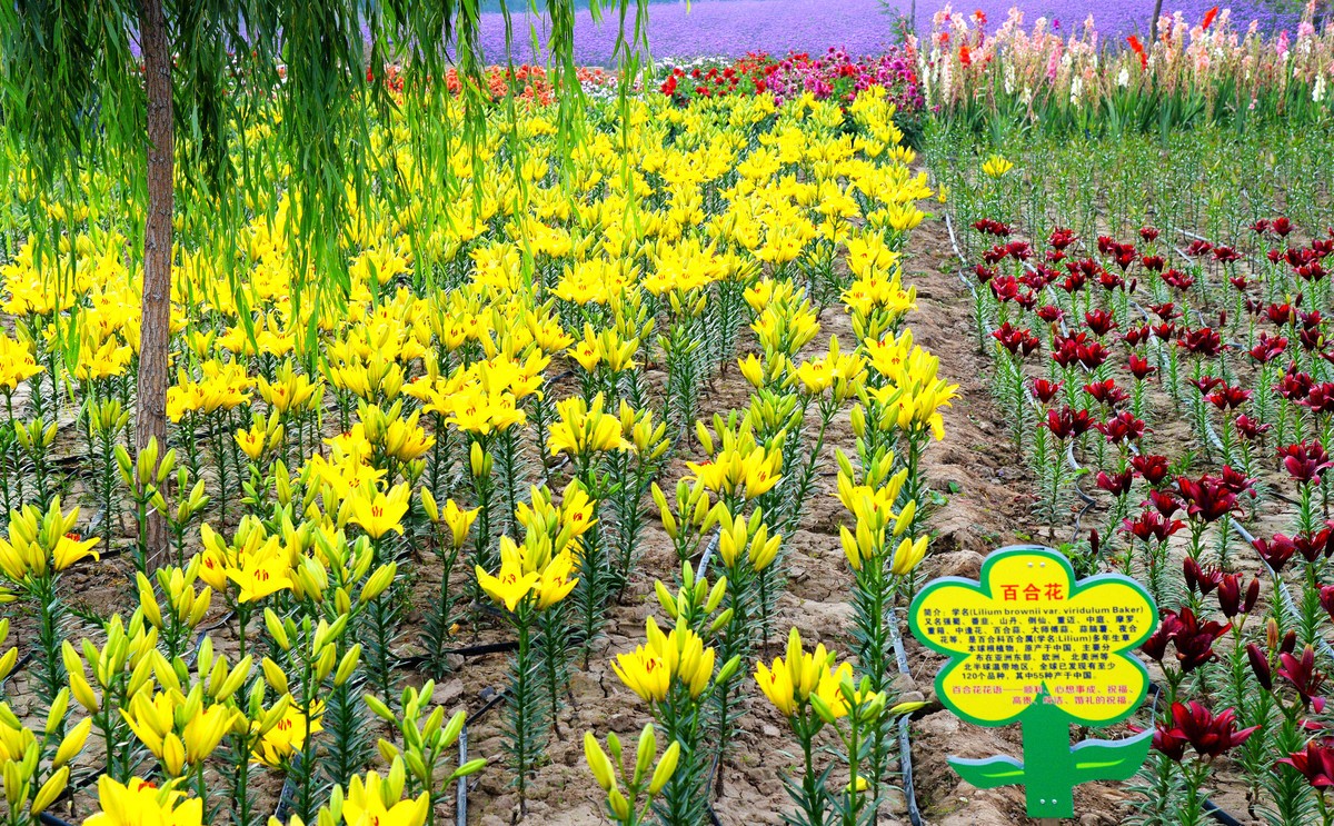 永登越国山庄游记