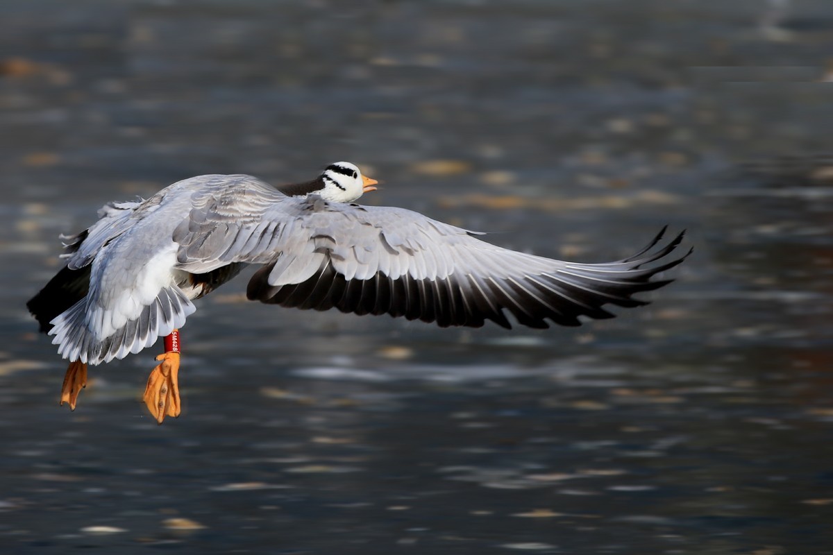 斑头雁：张掖黑河湿地国家级自然保护区 - 江西林科网