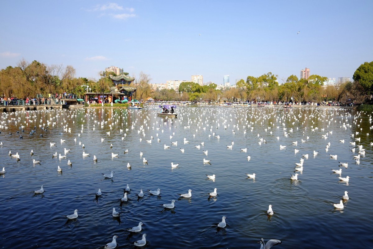 【携程攻略】昆明翠湖公园景点,具有当地特色的一个公园，地方很大，空气很好！
