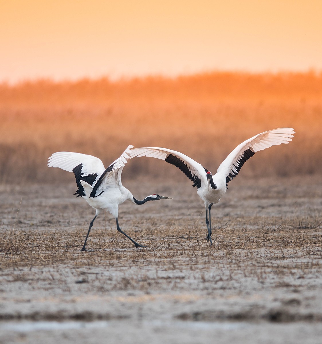 老张光影丹顶鹤之舞