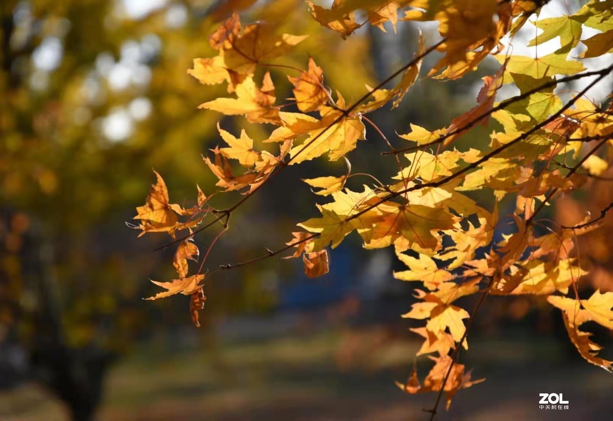 学拍菊花，欢迎批评指教