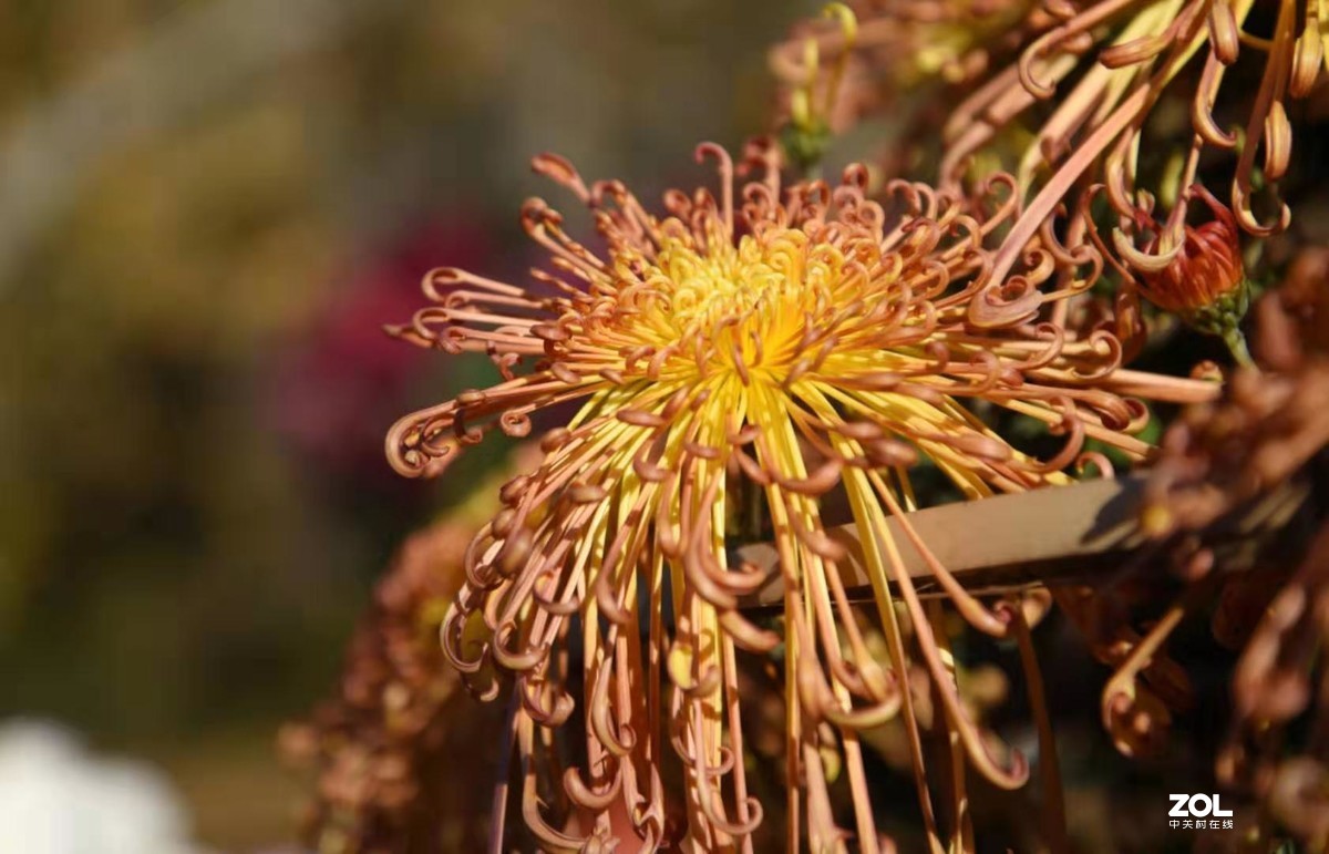 学拍菊花，欢迎批评指教