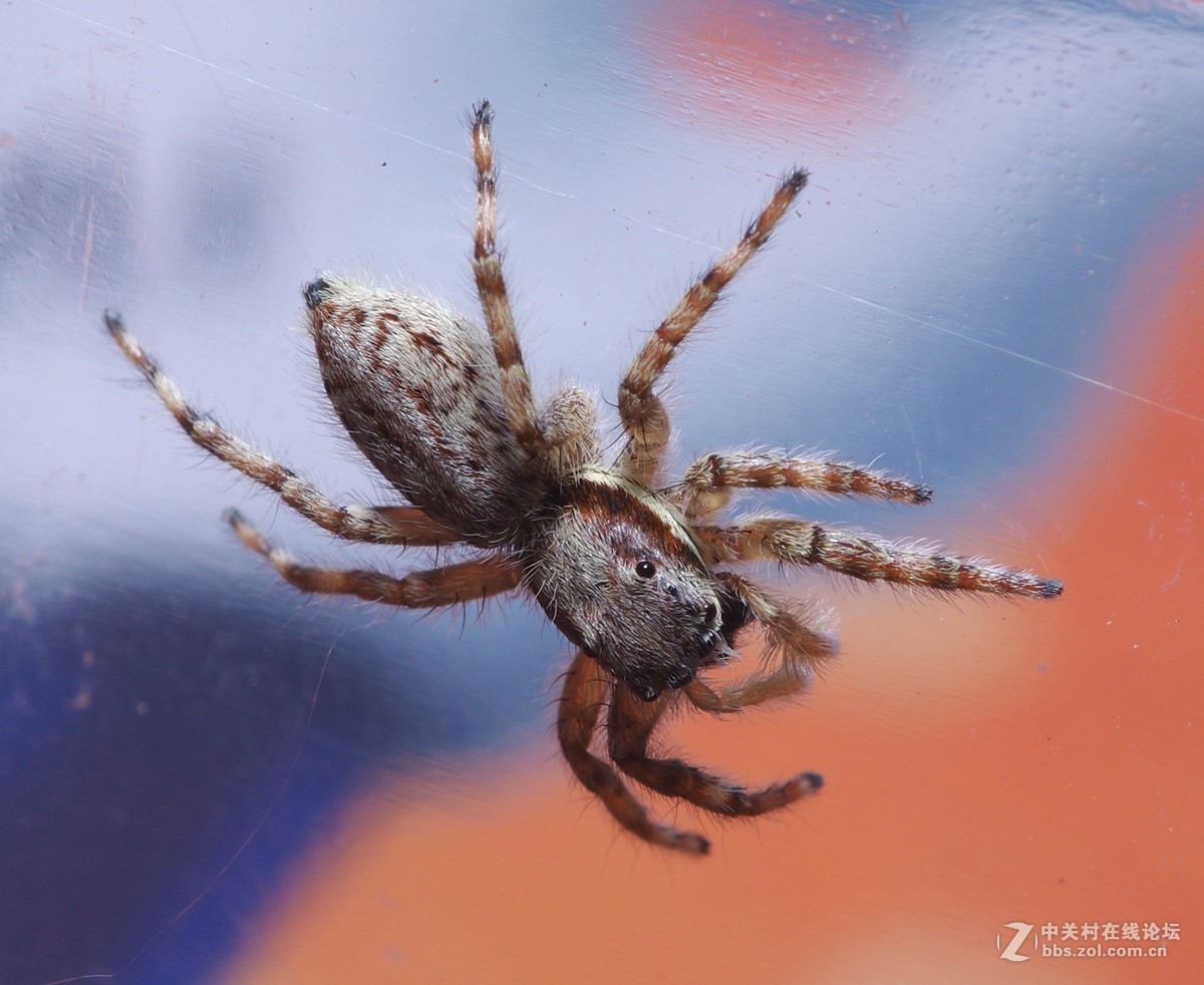 随拍微距蜘蛛蚂蚁