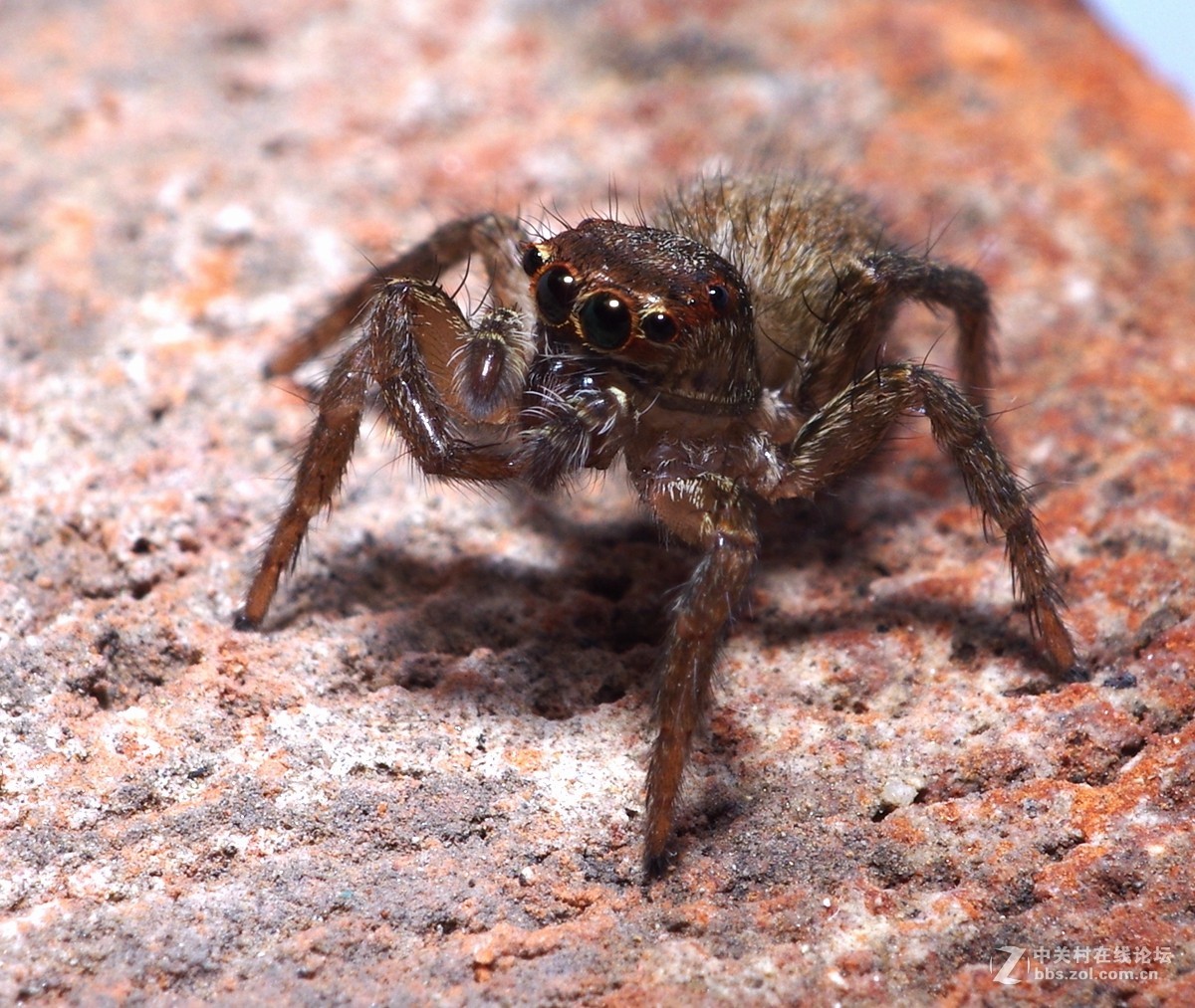 随拍微距蜘蛛蚂蚁