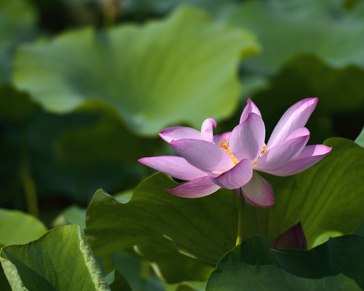 接天莲叶无穷碧，映日荷花别样红