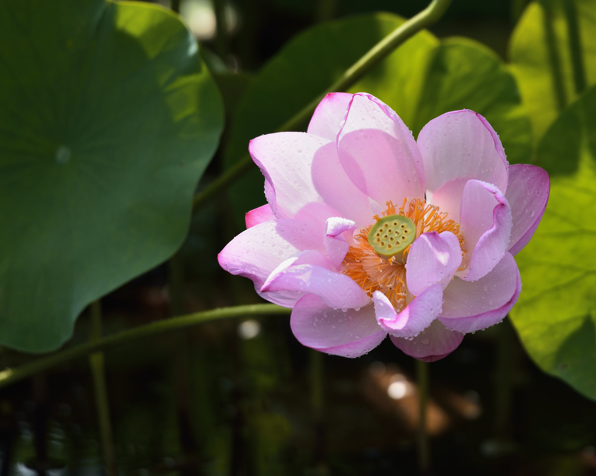 接天莲叶无穷碧，映日荷花别样红
