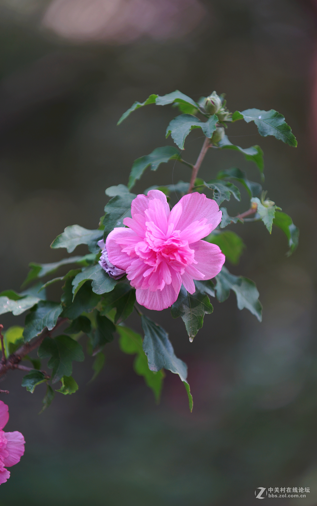 小区里盛开的花花草草一杂拍
