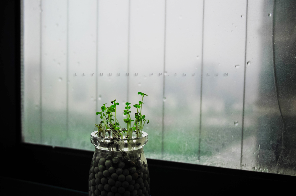 2016.10.26雨，习作