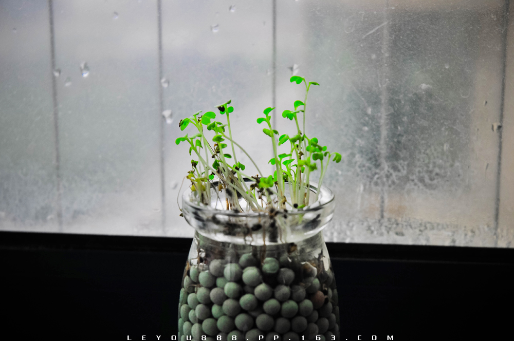 2016.10.26雨，习作