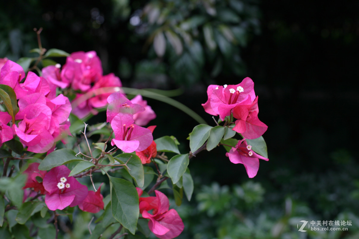 #佳能月赛-与佳能一起去踏青#科苑公园随拍花、鸟，谁知道这是什么鸟？
