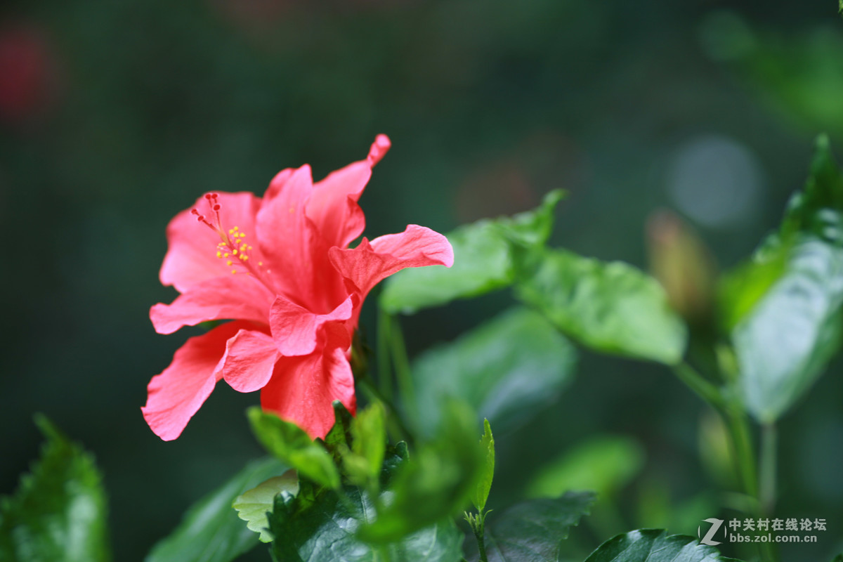 #佳能月赛-与佳能一起去踏青#科苑公园随拍花、鸟，谁知道这是什么鸟？