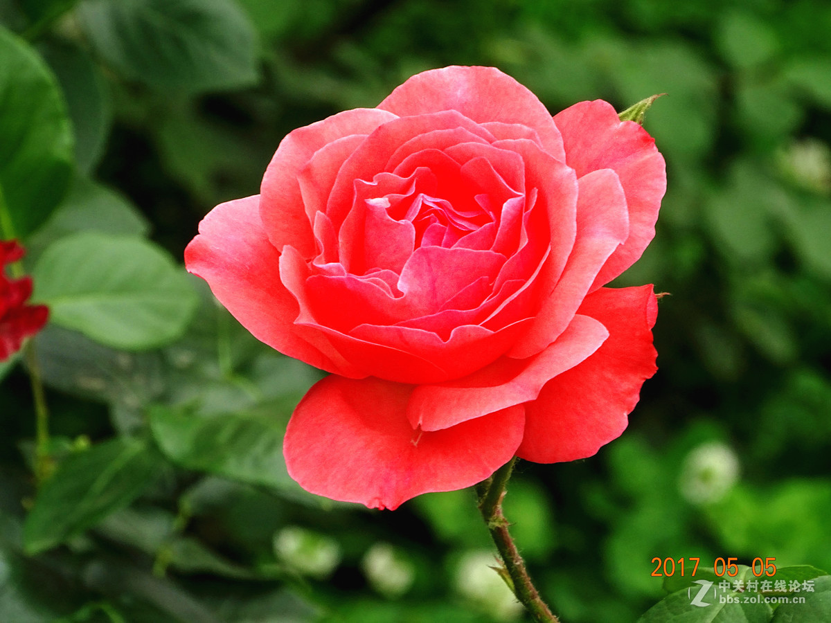 郑州  五月的月季花