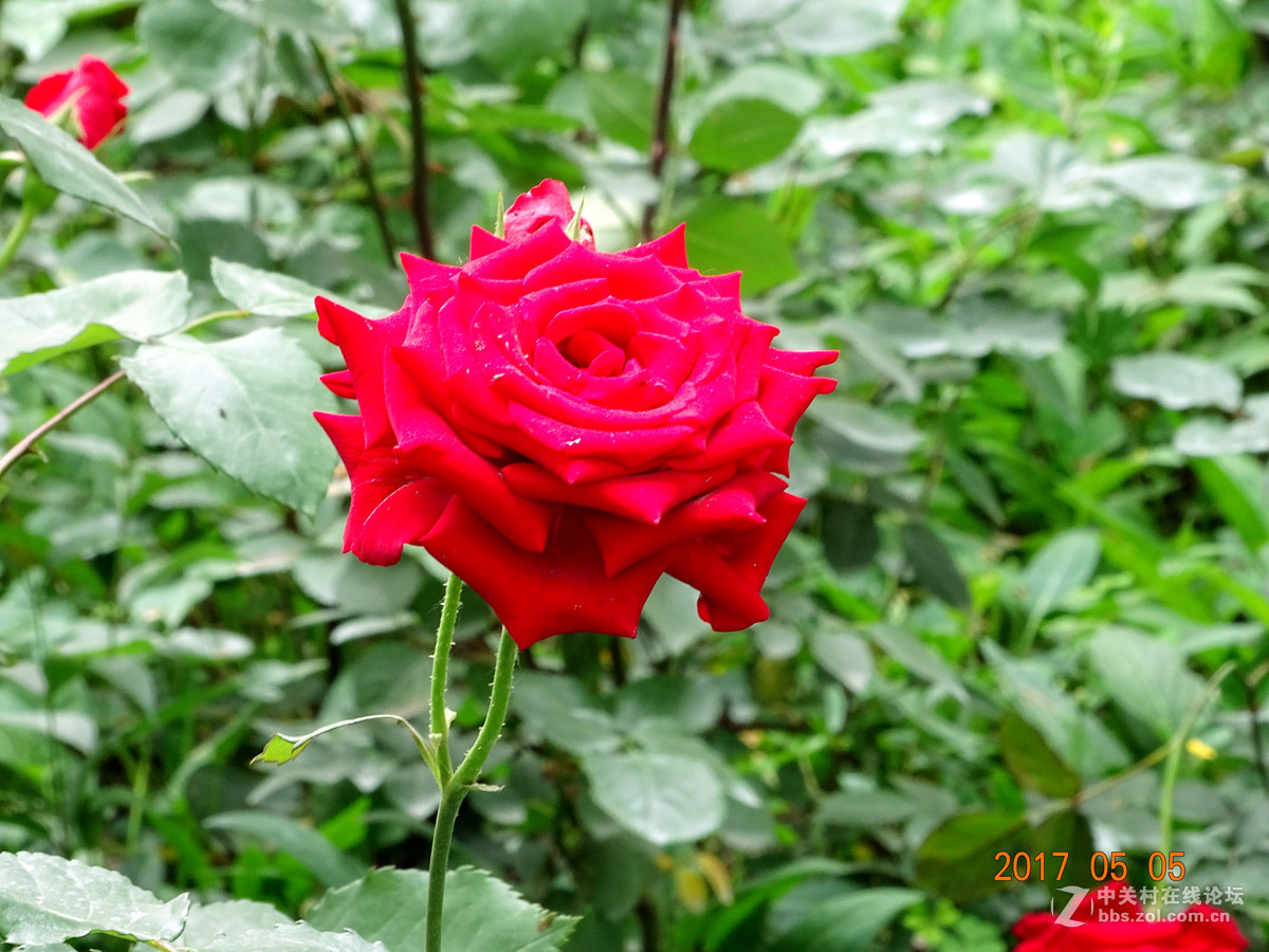 郑州  五月的月季花