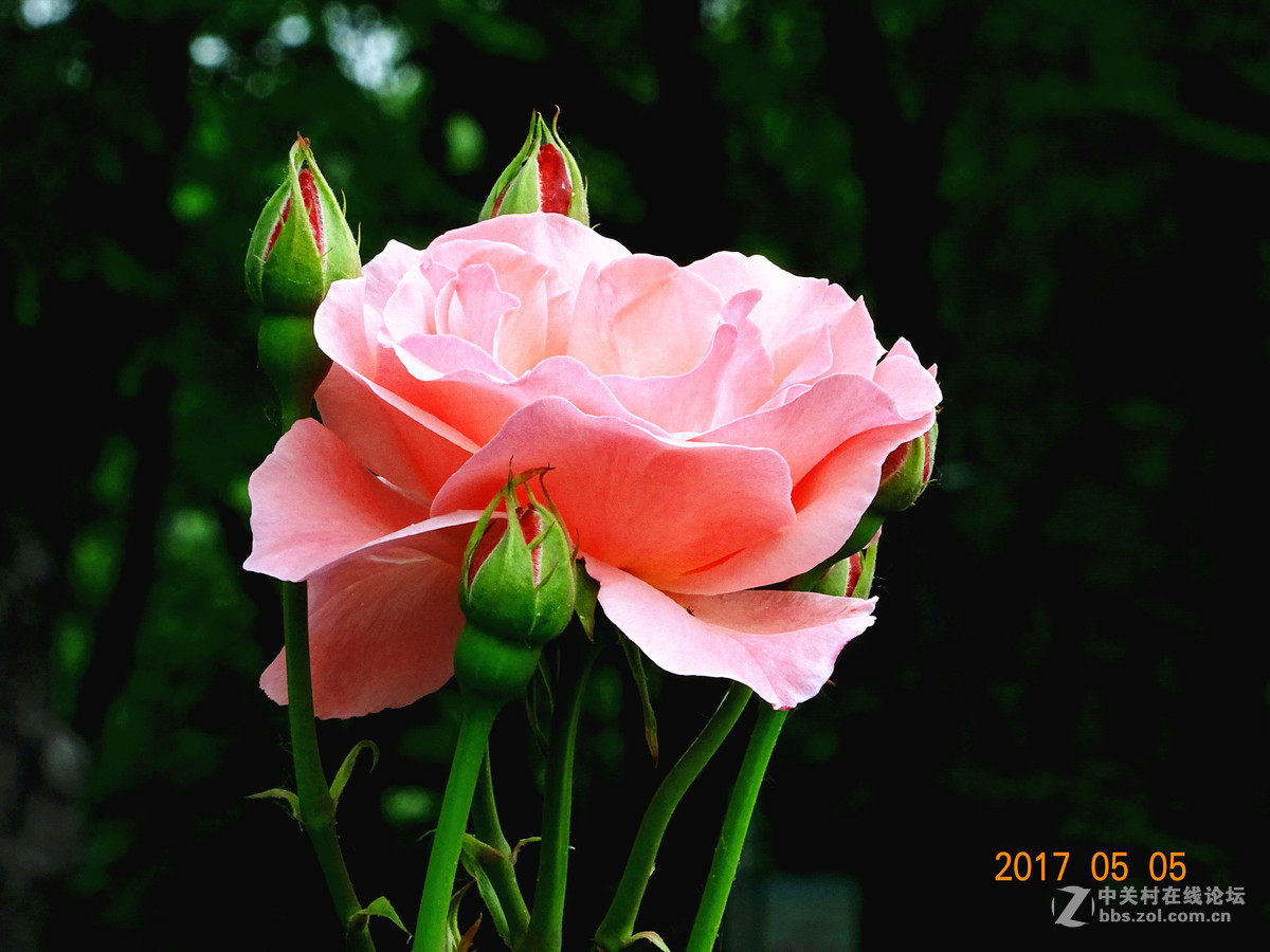 郑州  五月的月季花