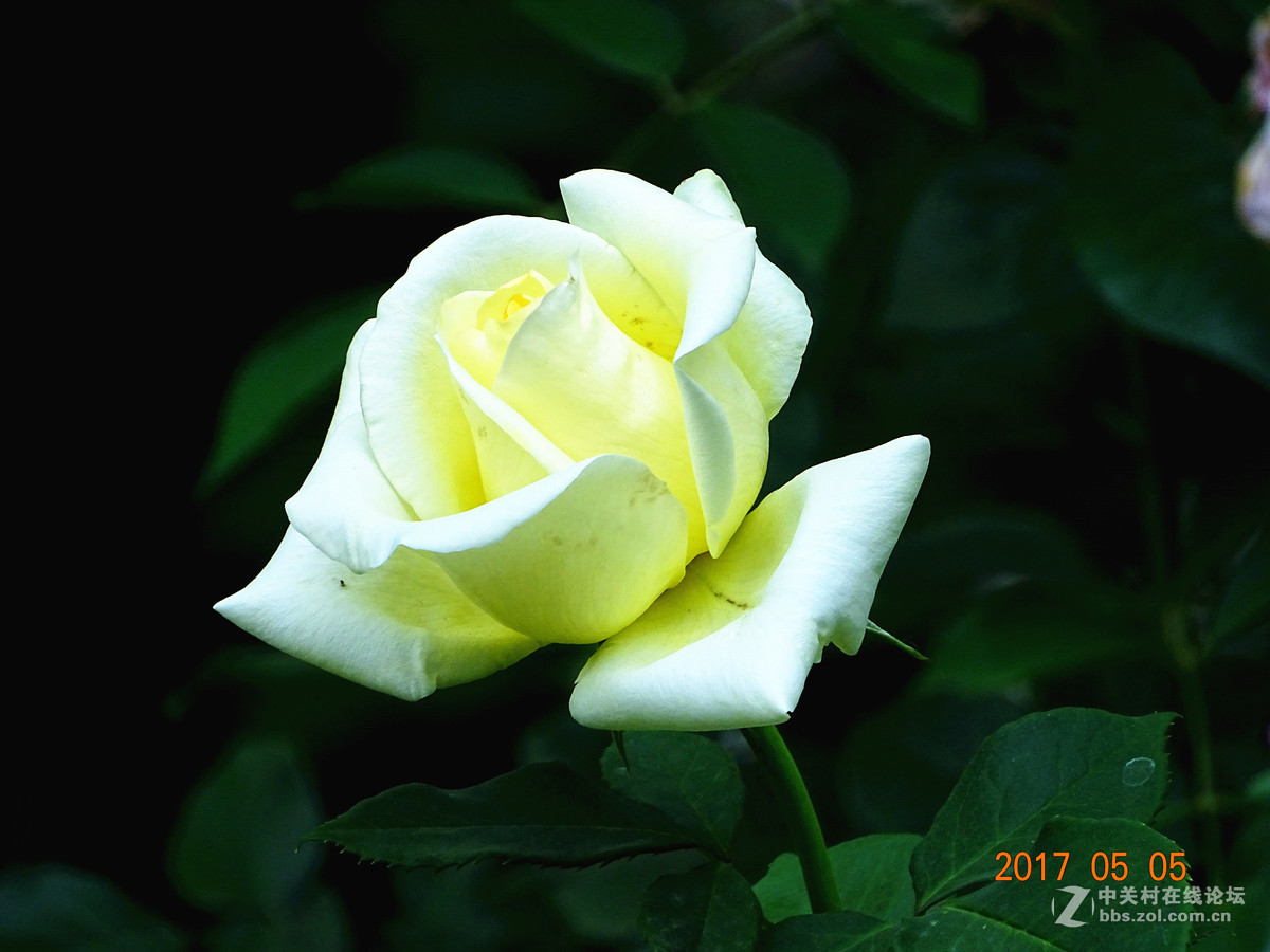 郑州  五月的月季花