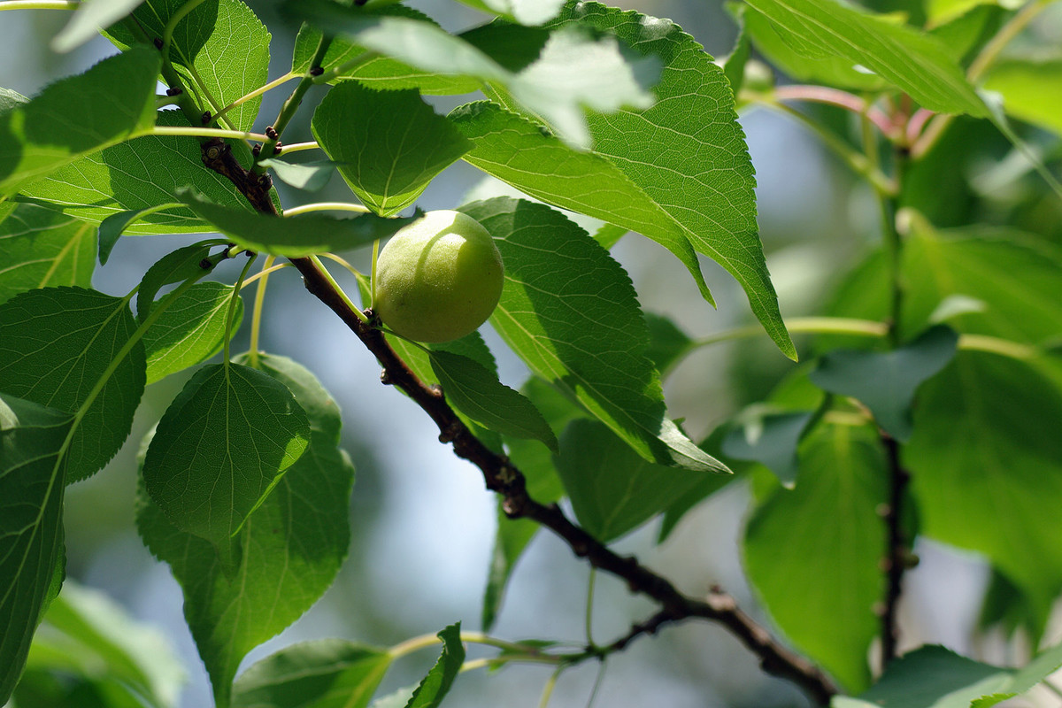 桃杏熟了的季节