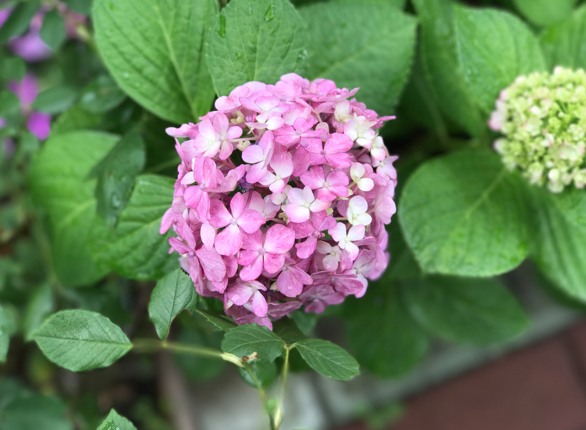 必看，带着酷乐视去东京。