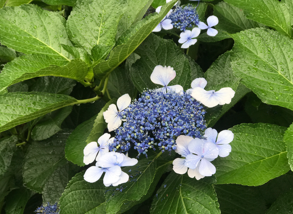 必看，带着酷乐视去东京。