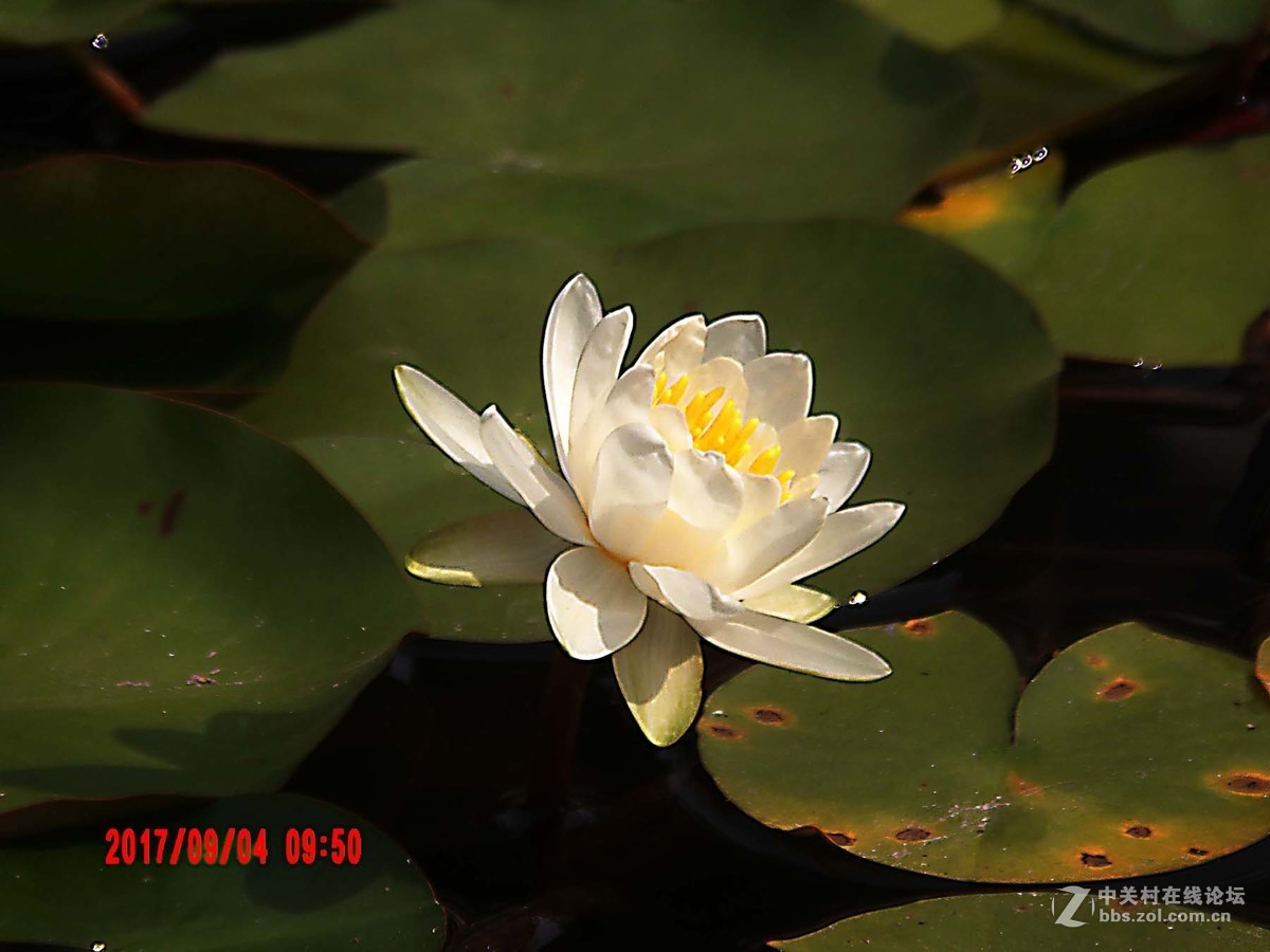 洁白如玉的睡莲花