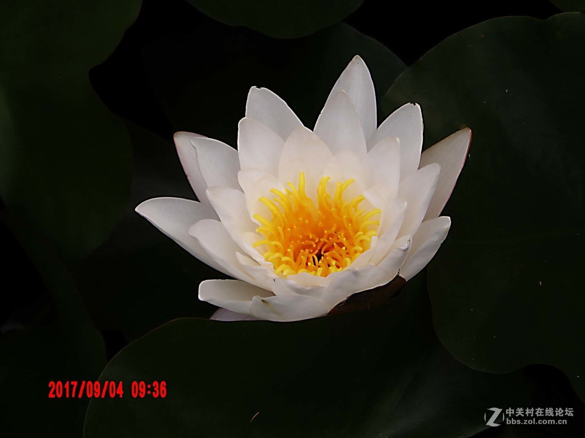 洁白如玉的睡莲花