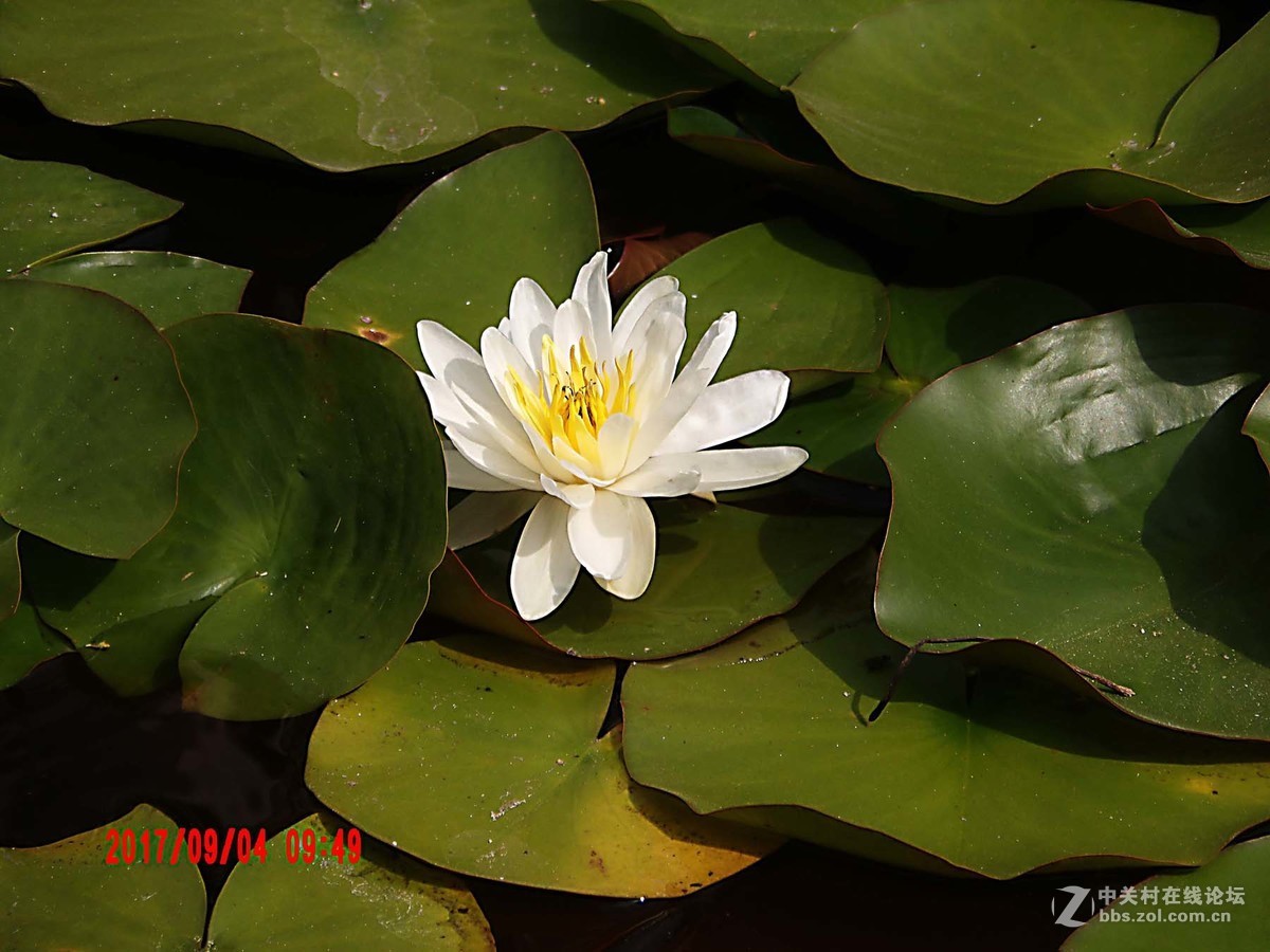 洁白如玉的睡莲花