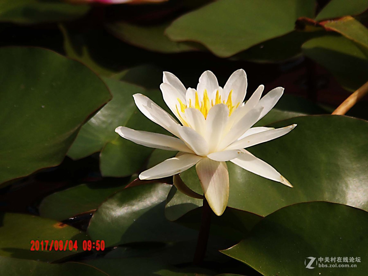 洁白如玉的睡莲花