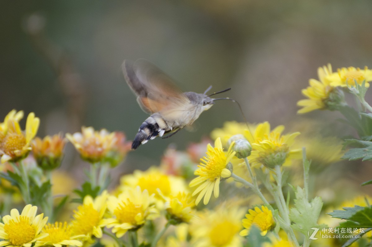 腾龙(A005)试拍蜂鸟蛾