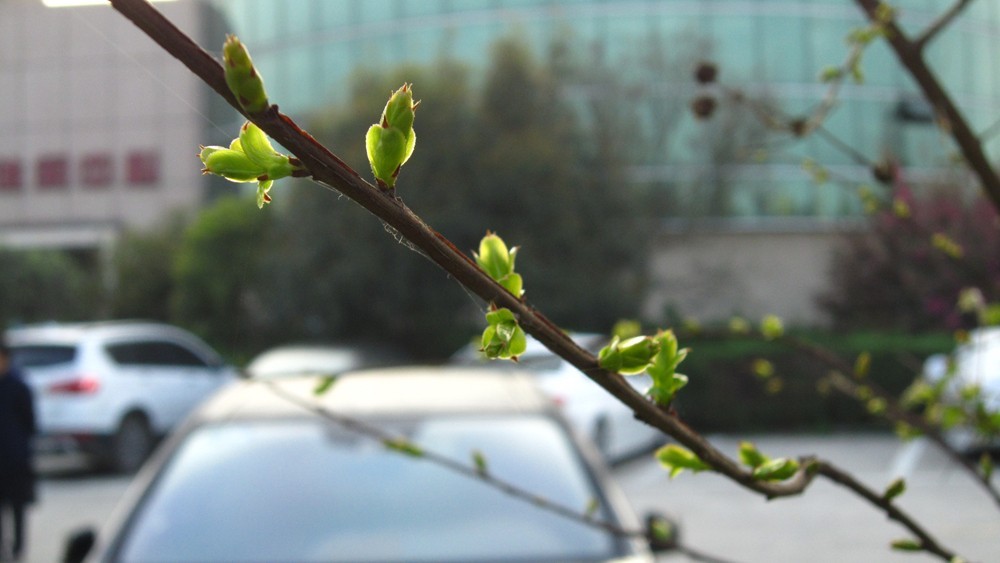 春天的一花一草一木