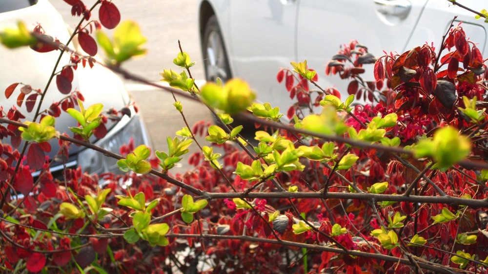 春天的一花一草一木
