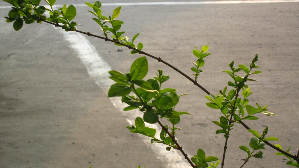 春天的一花一草一木