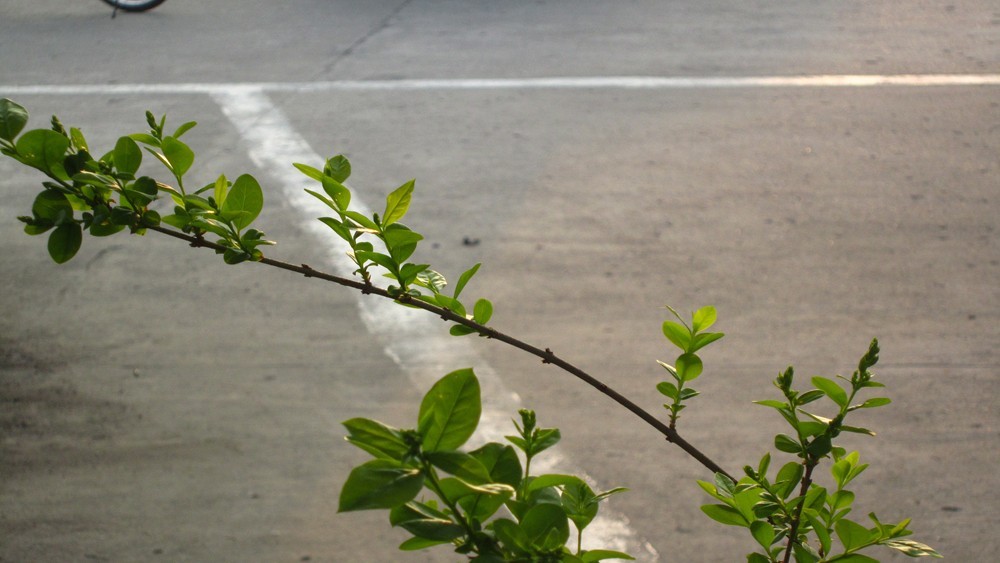 春天的一花一草一木