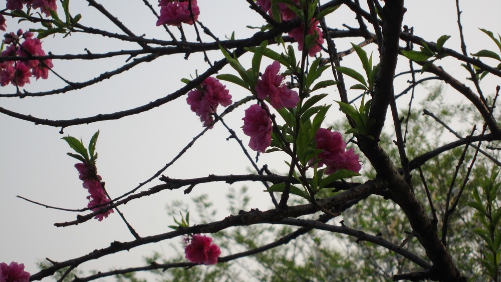 春天的一花一草一木