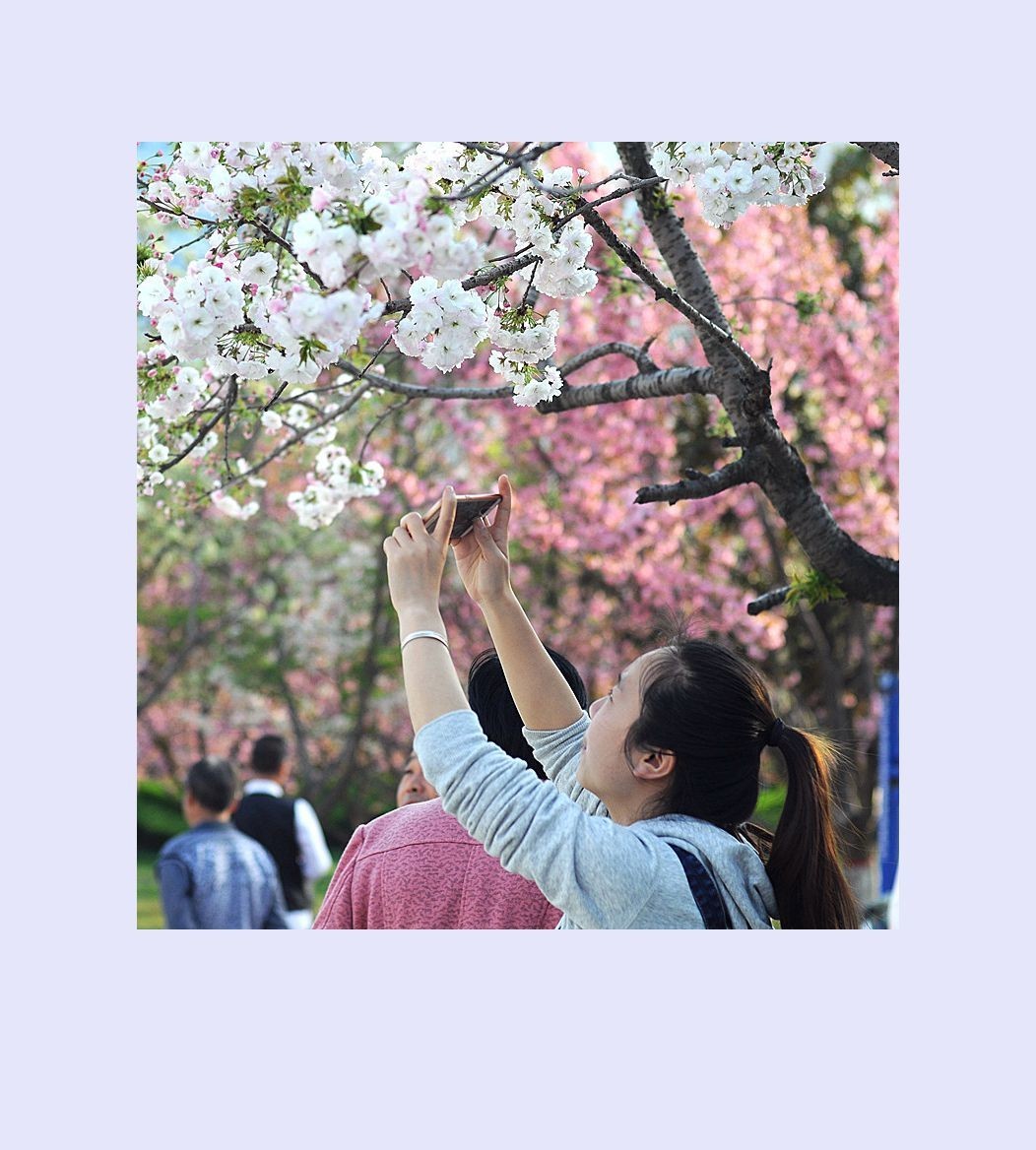 樱花