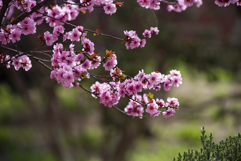 春天裡百花開