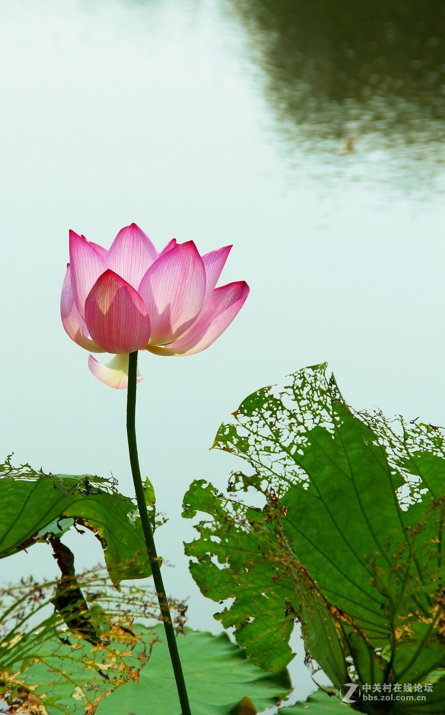 佳能eosm100小清新初夏清新的荷花露珠金丝桃