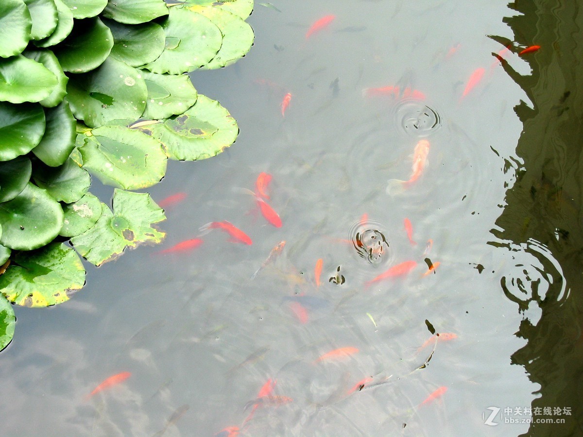 #佳能迷你微单EOS M50-盛夏交流会#北海公园外拍