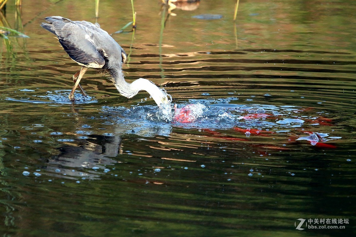 国庆节休假----拍苍鹭去！
