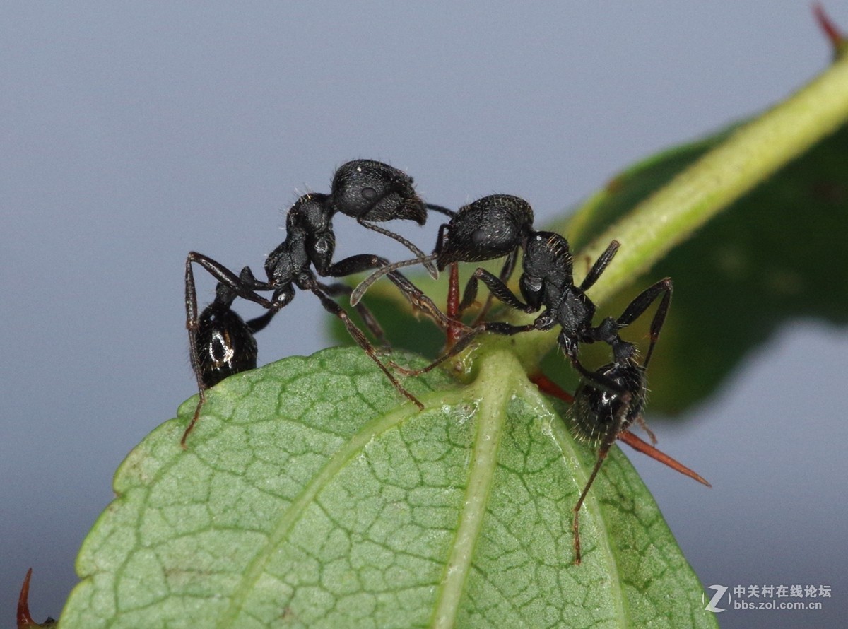 随拍微距蜘蛛蚂蚁