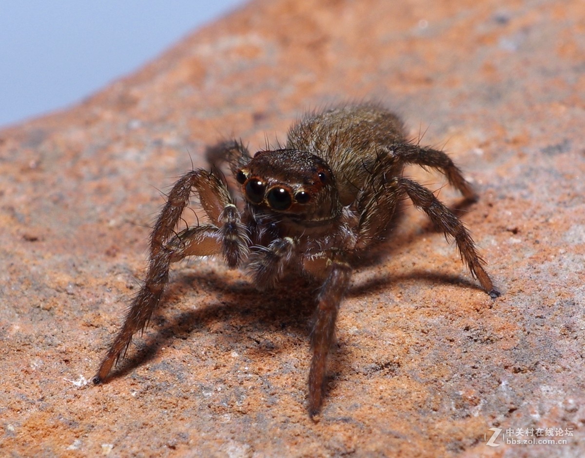 随拍微距蜘蛛蚂蚁