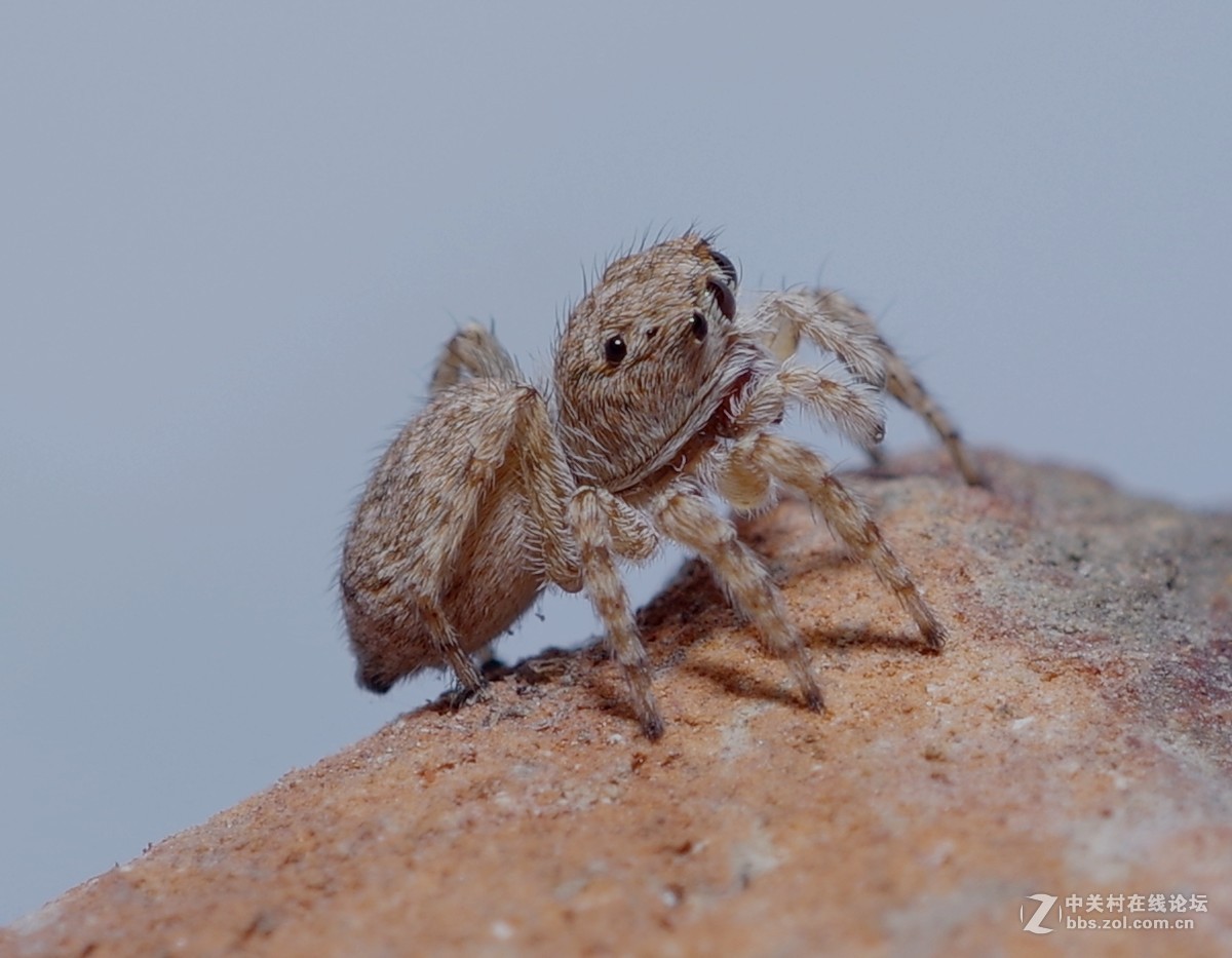 随拍微距蜘蛛蚂蚁